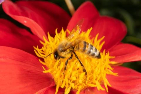 Honeybee Stock Photos