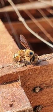 Honeybee Stock Photos