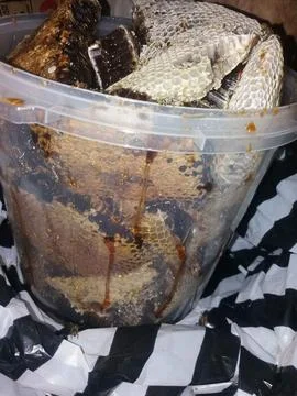 Honey.bee 库存照片