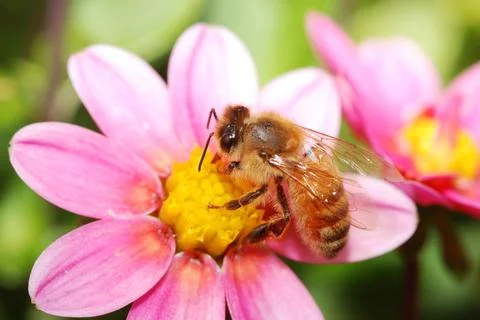 Honeybee Stock Photos