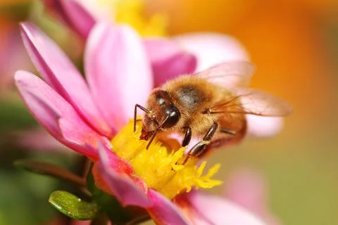 Honeybee Foto stock