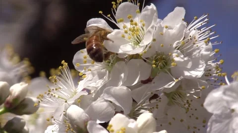 Honeybee on a plum tree blossoms spring Stock Footage 61586808