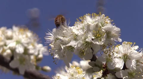 Honeybee on a plum tree blossoms spring Stock Footage 61587091