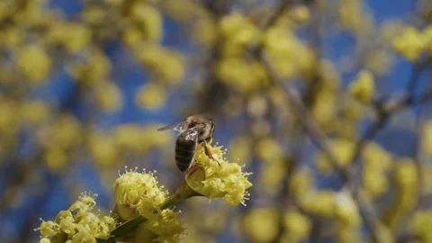 Honeybee Pollen Basket Cornus mas Slow Motion 4K Stock Footage 334990313