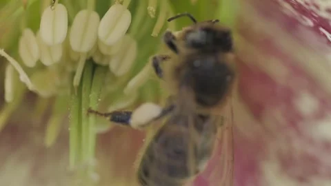 Honeybee pollenating with full POLLEN sack Stock Footage 229870890