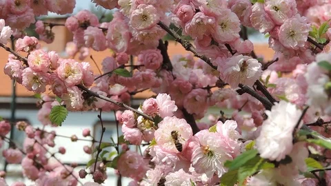 The honeybee pollinates the beautiful flower Stock Footage 88620716