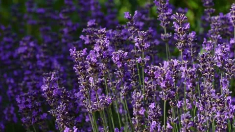 The honeybee pollinates lavender 库存影片 246564201