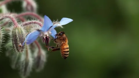 Honeybee pollinating borage flower. Stock Footage 306335517