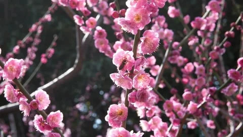 Honeybee Pollinating Deep Pink Plum Blossoms in Spring Sunshine Stock Footage 331337367