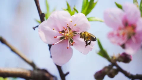 Honeybee Pollinating Delicate Pink Peach Blossoms on a Sunny Spring Day Stock Footage 342002661
