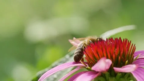 Honeybee pollinating echinacea flowers Видео 280177847