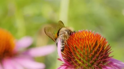 Honeybee pollinating echinacea flowers Видео 280178255