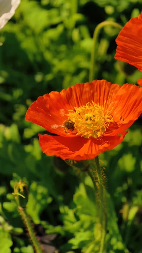 Honeybee Pollinating Flower Slow Motion Vertical Cinematic 4K B-Roll Footage Stock Footage 307863494