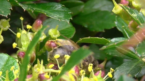 Honeybee pollinating Video stock 99065601