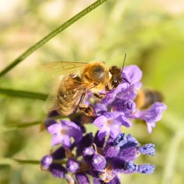 Honeybee pollinating lavender Stock Photos