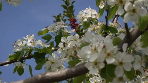 Honeybee Pollinating Pear Flower in Sunlight Stock Footage 332206478
