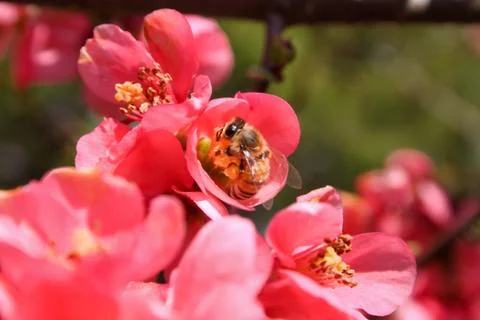 Honeybee Pollinating Pink Flowers Stock Photos