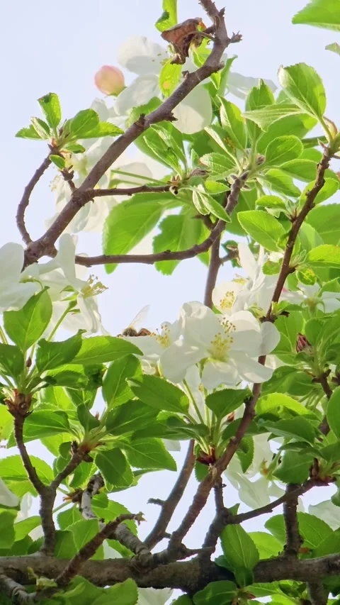 Honeybee pollinating white apple blossoms Stock Footage 325519244