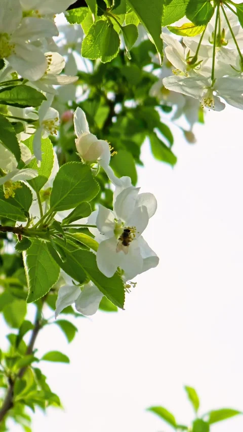 Honeybee pollinating white apple blossoms Stock Footage 325519645