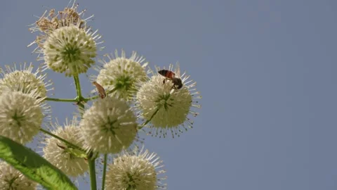 Honeybee Pollinating White Buttonbush Flower Before Flying Away Stock-Footage 342557679