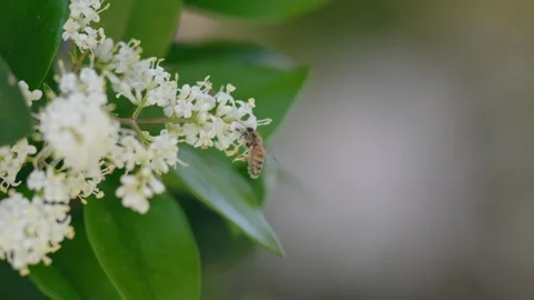 Honeybee Pollinating White Flowers Stock Footage 333030312
