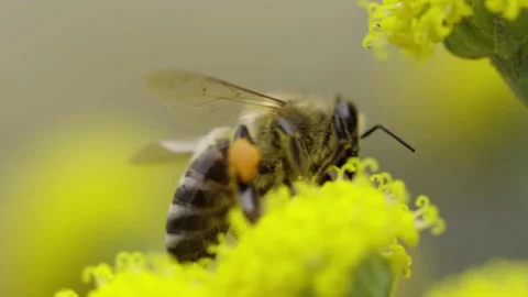 Honeybee pollinating yellow flower. Stock Footage 306335563