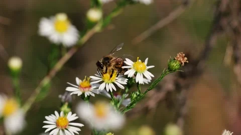 Honeybee Pollinator on White Flower  Stock Footage 286250601