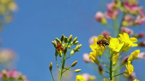 Honeybee On Rapeseed Flowers In Spring Field 4K Video stock 341863023