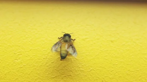 Honeybee Resting and Vibrating Wings on a Bright Yellow Surface Stock Footage 239170642
