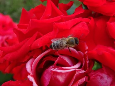 Honeybee on rose – pollination in progress 스톡 사진