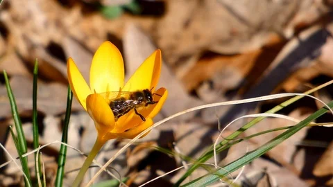 A honeybee a spring crocus Stock Footage 126590559