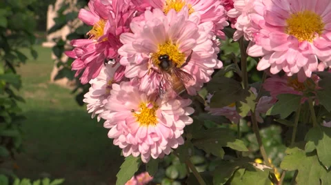 Honeybee sucking the flower nectar Stock Footage 33473420