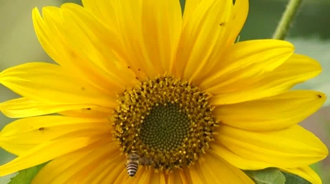 Honeybee on sun flower Stock Footage 47929771