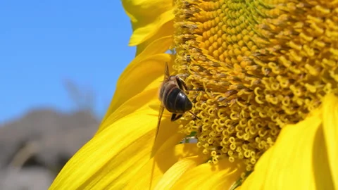 Honeybee on a Sunflower in the Netherlands Stock Footage 342794048