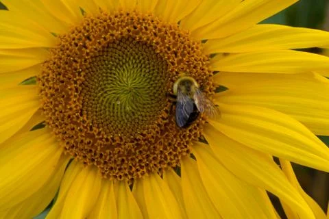 Honeybee on sunflower Stock Photos