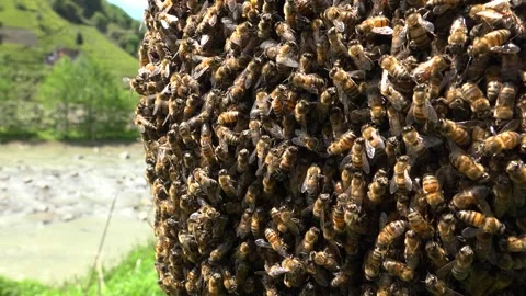 Honeybee swarm clustering densely on tree trunk - Living Cluster and Bee Colony Stock Footage 339699012