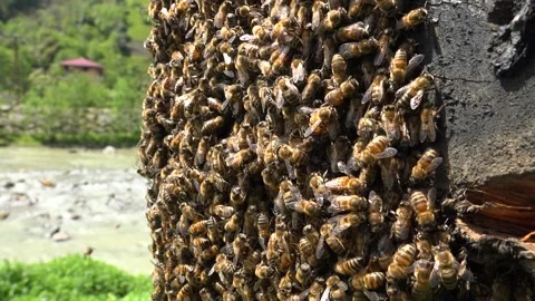 Honeybee swarm clustering densely on tree trunk - Insect Mass and Swarming Bees Stock Footage 339699428
