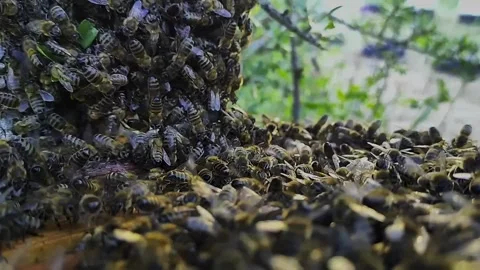 Honeybee Swarm Split Between Hive and Tree - Close Nature Scene-Blackmagic Video stock 310276136