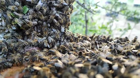 Honeybee Swarm Split Between Hive and Tree - Close Nature Scene Video stock 310277689