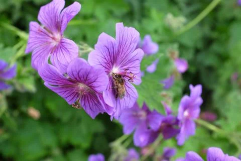 Honeybee taking nectar from a geranium Stock Photos