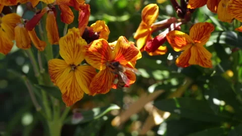 Honeybee taking pollen from the spring orange flowers in the garden Stock Footage 152564760