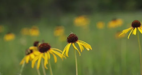 Honeybee visiting a patch of Ozark Yellow Coneflowers in a sunny meadow 스톡 동영상 311056236