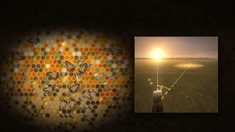Honeybee Waggle Dance on Comb Explaining Sun Angle Seamless Loop Stockbeeldmateriaal 347567493