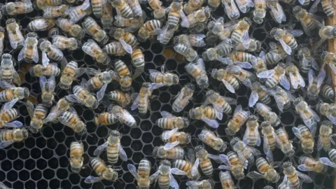 Honeybee Waggle Dance Stock Footage