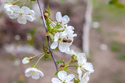Honeybee on white flower of cherry tree collecting pollen and nectar to make Stock Photos