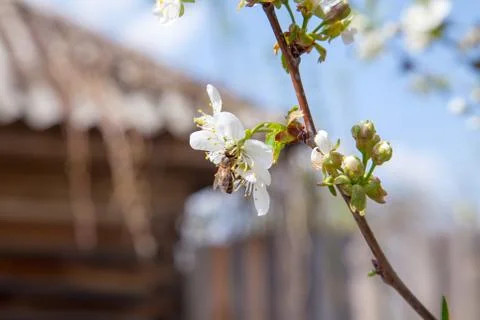 Honeybee on white flower of cherry tree collecting pollen and nectar to make Stock Photos