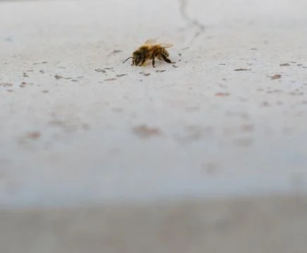 Honeybee on a white plaster surface with large negative space. Extreme close  Stock Photos
