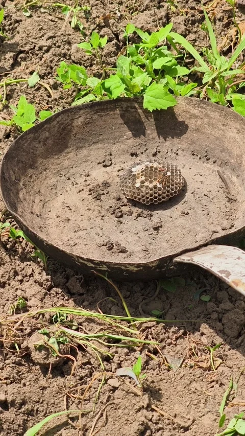 Honeybee in a wild honeycomb built inside an ancient, rusty iron frying pan. Stock Footage 337484122