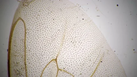 Honeybee wing under microscope 100x against bright field filmed in static Stock Footage 208854442