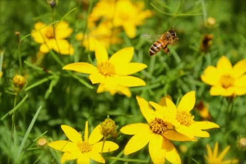 Honeybee working hard Stock Photos